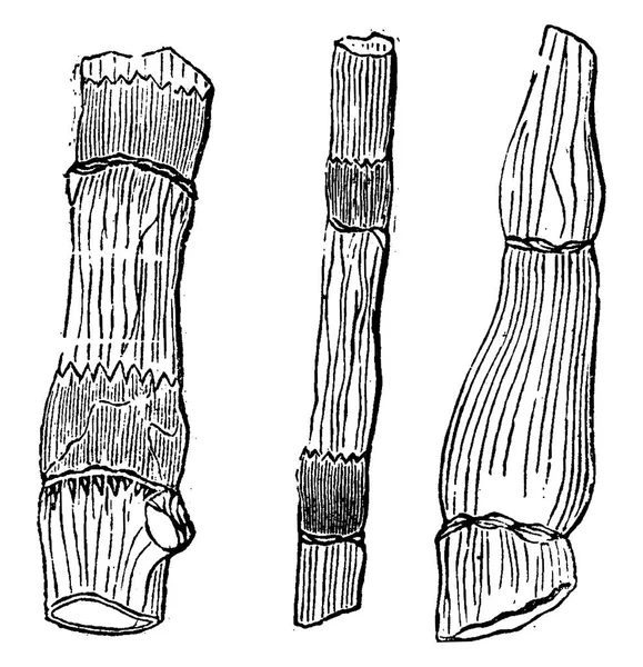 Restos Fósiles Plantas Primitivas Equisetaceae Del Período Devónico Ilustración Grabada — Archivo Imágenes Vectoriales