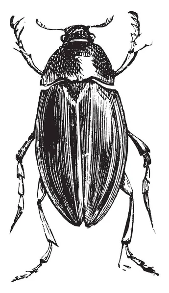 Escarabajo Del Escarabajo Del Escarabajo Del Agua Hydrophilus Spp Hydrophilus — Archivo Imágenes Vectoriales
