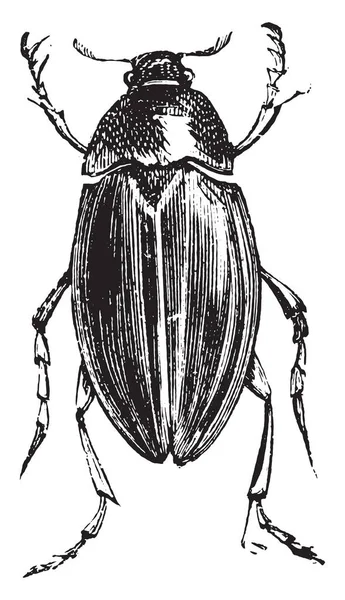 Coléoptère Charognard Hydrophilus Spp Hydrophilus Est Genre Scolytes Famille Des — Image vectorielle