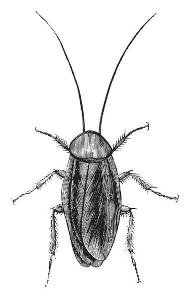 American Cockroach Vintage Engraved Illustration Industrial Encyclopedia Lami 1875 — Stock Vector
