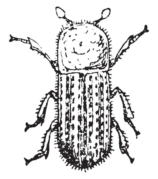 Корковой Жук Линней Винтажная Гравированная Иллюстрация — стоковый вектор