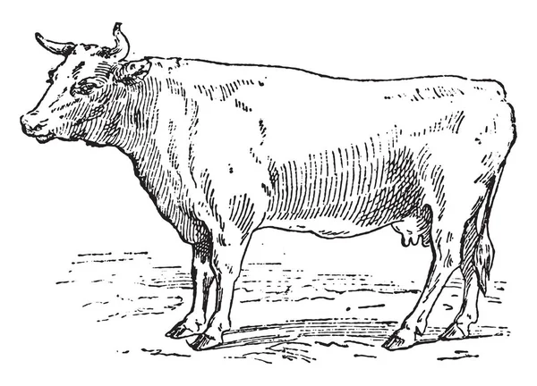 Kráva Bretonne, vintage gravírování. — Stockový vektor