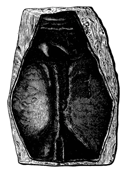 Первая Рыба Девонского Периода Cephalaspis Lloydii Pteraspis Rostratus Винтажная Гравированная — стоковый вектор