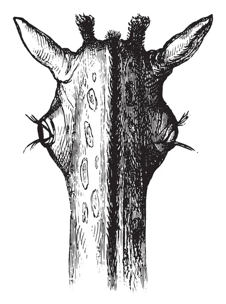 Zürafa, gözleri vintage oyma.