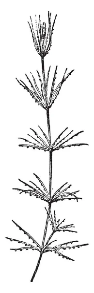 Chara Ilustración Grabada Vintage Diccionario Palabras Cosas Larive Fleury 1895 — Archivo Imágenes Vectoriales