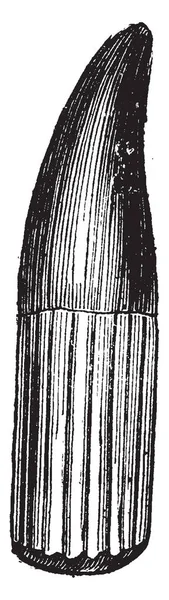 İchthyosaur diş, vintage illüstrasyon kazınmış. Adam önce toprak  