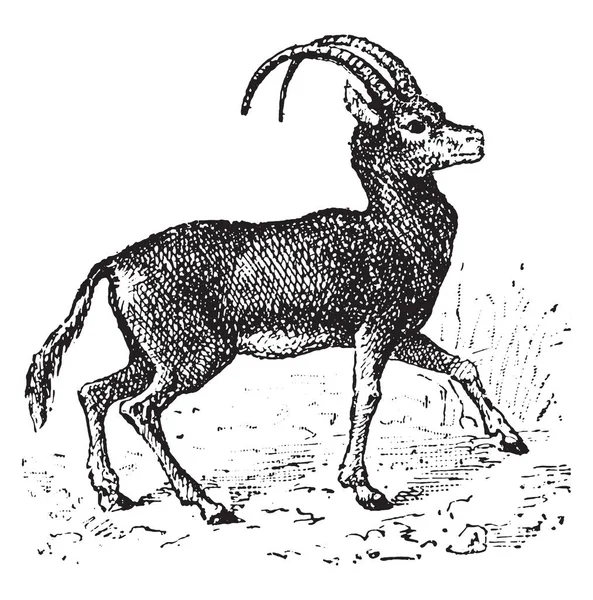 Antelope Illustrazione Incisa Epoca Dizionario Parole Cose Larive Fleury 1895 — Vettoriale Stock