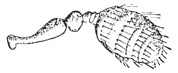 Cryphalus 빈티지 새겨진된 — 스톡 벡터