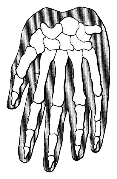 Organic unity and kinship of beings, Gorilla, vintage engraved illustration. Earth before man  1886. 