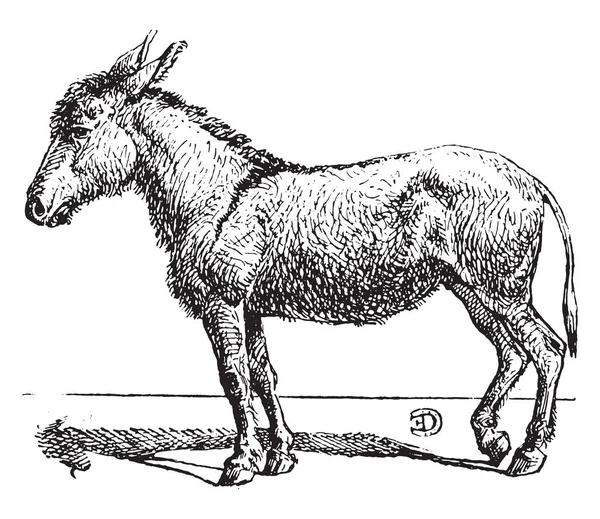 Eşek, vintage oyma.