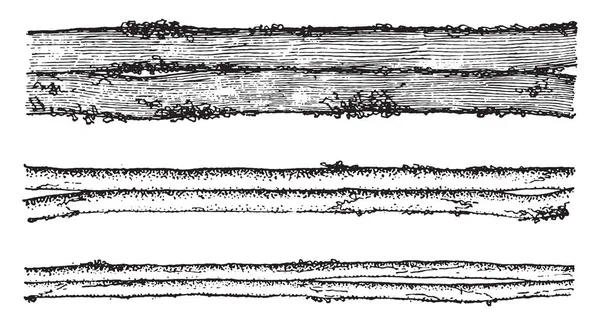 Bombyx Mori 그림을 Pernyi Antheraea 빈티지를 1875 — 스톡 벡터