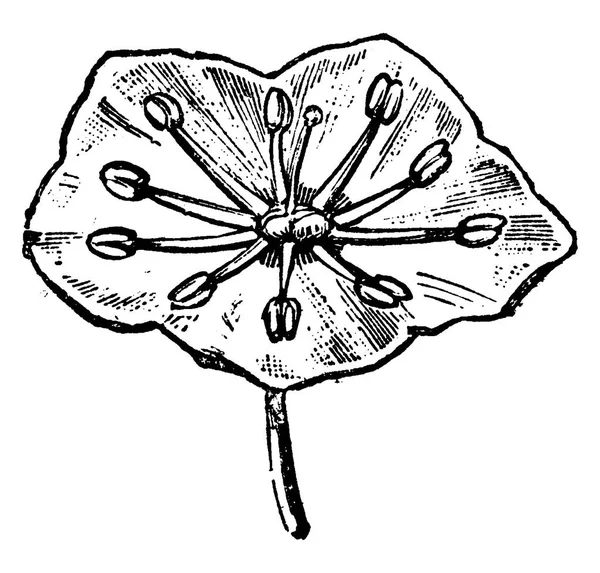 Blütenkalmie Staubgefäße Vor Der Befruchtung Gravierte Illustration — Stockvektor