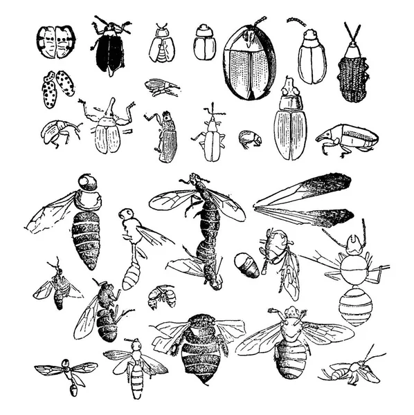 Insectos Del Período Del Mioceno Encontrados Estado Fósil Ilustración Grabada — Archivo Imágenes Vectoriales