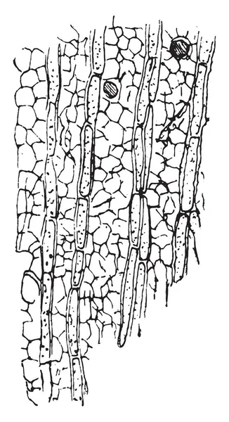Koncepty Stereum Hirsutum Pokrývající Kůru Stromu Vinobraní Ryté Ilustrace — Stockový vektor