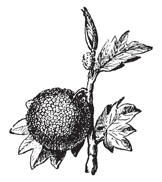 Artocarpus Illustrazione Incisa Epoca Dizionario Parole Cose Larive Fleury 1895 — Vettoriale Stock