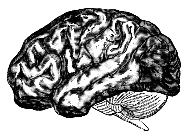 Beyin Hottentot Venüs, vintage oyma.