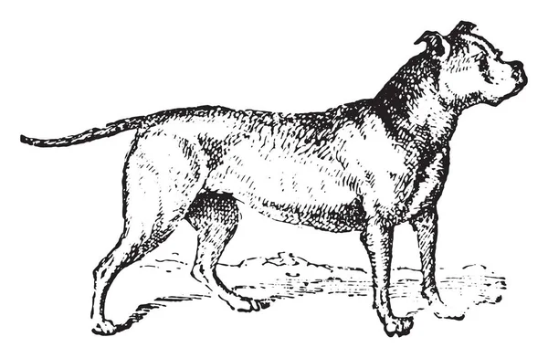 Bulldog Illustrazione Incisa Epoca Dizionario Parole Cose Larive Fleury 1895 — Vettoriale Stock