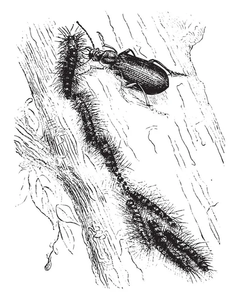 Calosome Dalkavuk Saldıran Keseböceği Güve Vintage Illüstrasyon Kazınmış Magasin Pittoresque — Stok Vektör