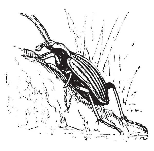 Escarabajo Molido Ilustración Grabada Vintage Diccionario Palabras Cosas Larive Fleury — Archivo Imágenes Vectoriales
