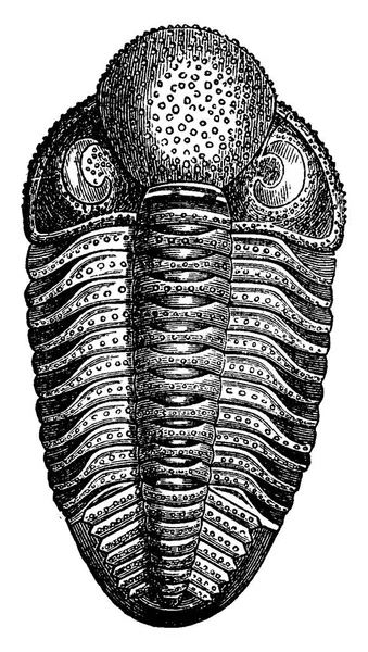 Kräftdjur Den Devoniska Perioden Phacops Latifrons Djuret Extended Vintage Ingraverad — Stock vektor