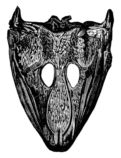 Labyrinthodonts Heads Archegosaurus Mastodonsaurus Vintage Engraved Illustration Earth Man — Stock Vector
