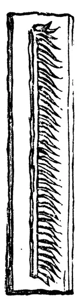 Monograptus Illustrazione Incisa Epoca Terra Prima Dell Uomo 1886 — Vettoriale Stock