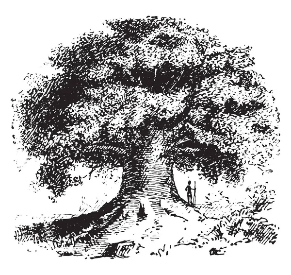 Baobab, gravura vintage . — Vetor de Stock