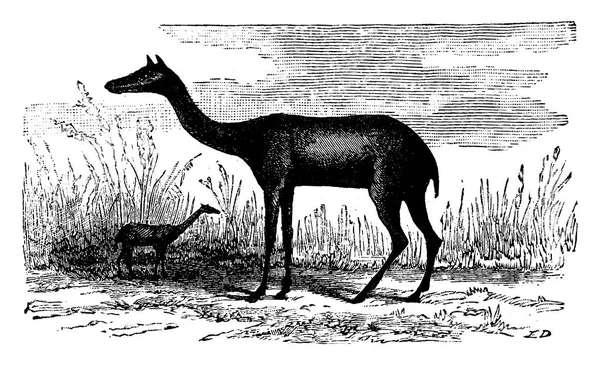 Xiphodon 날씬한 파리의 빈티지 새겨진된 1886 — 스톡 벡터