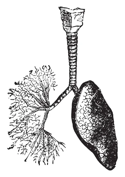 气管和支气管引导空气到肺部 老式雕刻插图 — 图库矢量图片