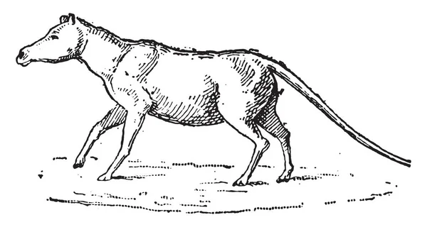 Anoplotherium 复古刻图 词典的单词和东西 Larive 和弗勒 1895年 — 图库矢量图片