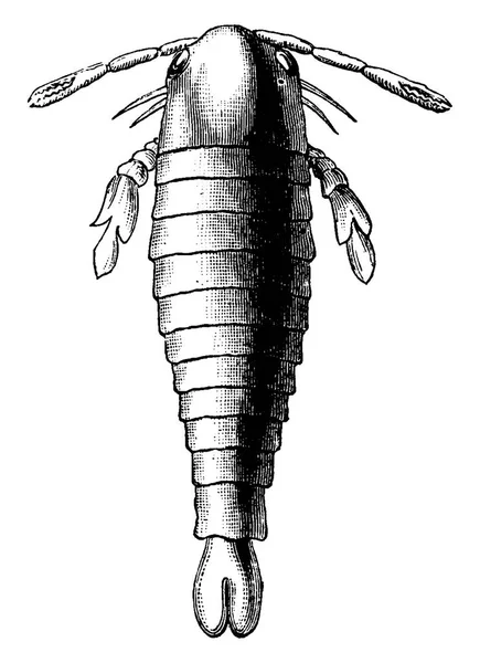 第一批动物 Bilobus Pterygotus 复古雕刻插图 地球在人之前1886 — 图库矢量图片