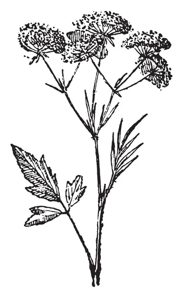 Anason, vintage illüstrasyon kazınmış. Sözlük kelimeler ve şeyler - Larive ve Fleury - 1895