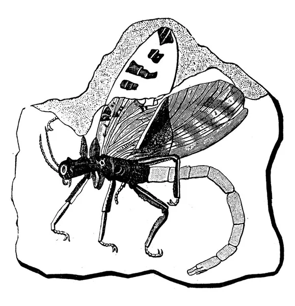 Fossila Exemplar Protophasma Damasii Insekt Från Den Karbonperioden Från Den — Stock vektor