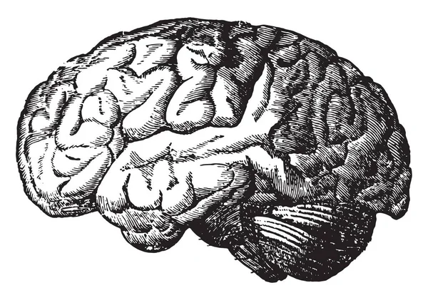 Мозг Винтажная Гравированная Иллюстрация — стоковый вектор