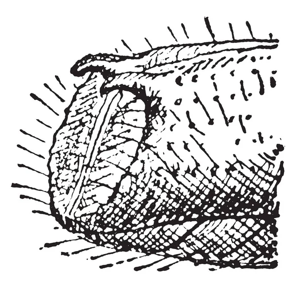 Bidentatus 赫布斯特 复古雕刻插图 — 图库矢量图片