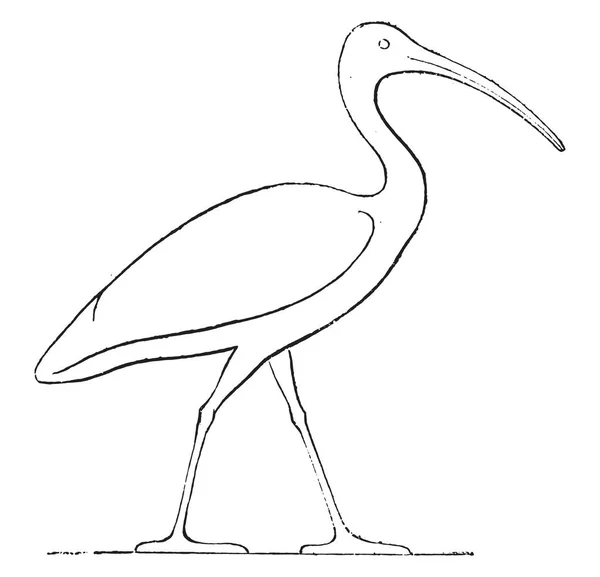 Ibis Couronnement Sculpture Égyptienne Illustration Gravée Vintage Magasin Pittoresque 1852 — Image vectorielle