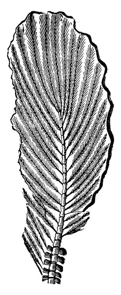 Archeopteryx 빈티지 새겨진된 그림의 꼬리입니다 1886 — 스톡 벡터