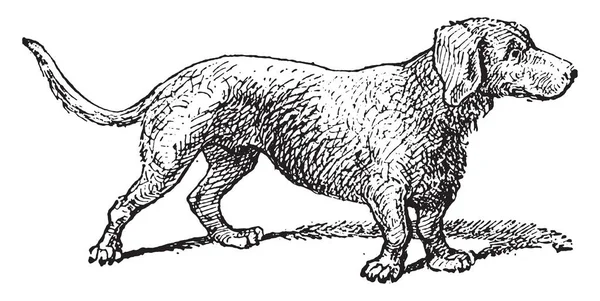 Basset Κυνηγόσκυλο Παλιάς Χρονολογίας Χαραγμένο Εικονογράφηση Λεξικό Λέξεις Και Πράγματα — Διανυσματικό Αρχείο