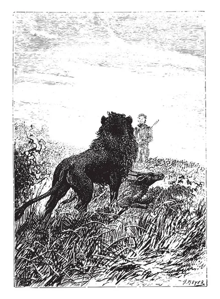 Lion Watching Dick Sand Vintage Engraved Illustration — Stockový vektor
