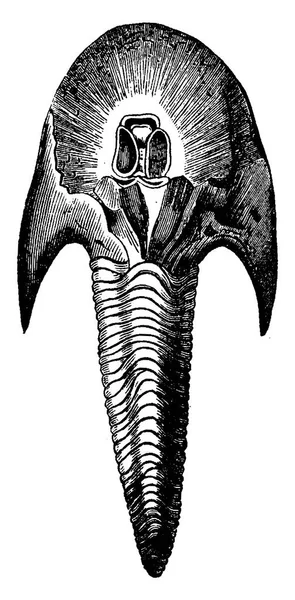 물고기 Cephalaspis Lloydii Pteraspis Rostratus 빈티지 새겨진 — 스톡 벡터