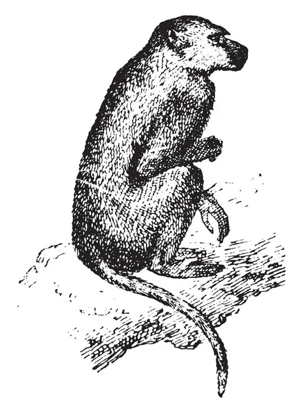 Babun, vintage oyma.