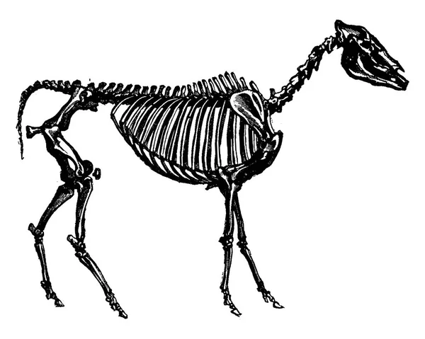 Scheletro Fossile Ipparione Probabile Antenato Del Cavallo Illustrazione Incisa Epoca — Vettoriale Stock