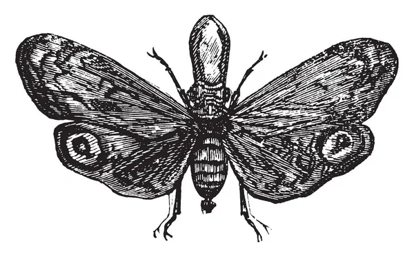 Beetle Lanternaria Vintage Grawerowane Ilustracja — Wektor stockowy