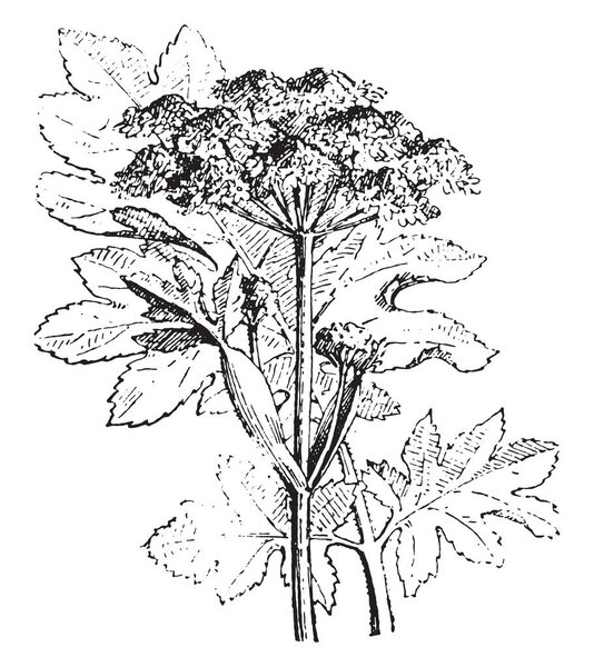 Hogweed, vintage engraved illustration. Dictionary of words and things - Larive and Fleury - 1895