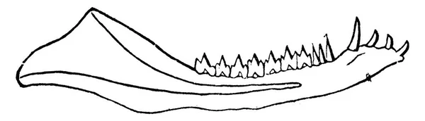Dolní Čelist Dromatherium Skotů Trias Severní Karolíně Vintage Ryté Ilustrace — Stockový vektor