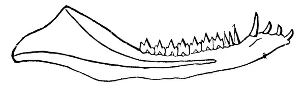 Dolna Szczęka Dromatherium Szkotów Triasu North Carolina Vintage Grawerowane Ilustracja — Wektor stockowy