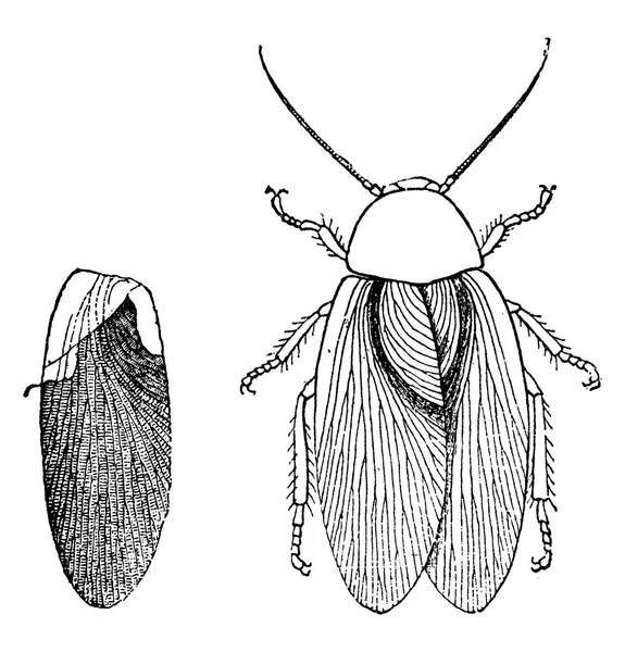 石炭紀の時代 Blattina ヘルベチカの昆虫ヴィンテージには 図が刻まれています 1886 前に地球 — ストックベクタ