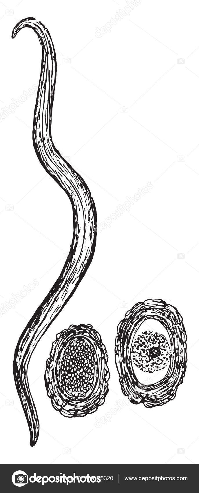 ascaris vektor