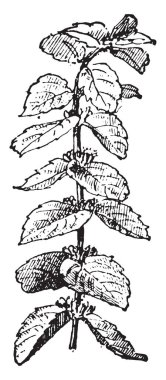 Melisa, vintage oyma.