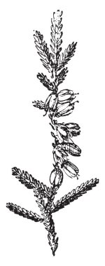 Heather, vintage illüstrasyon kazınmış. Sözlük kelimeler ve şeyler - Larive ve Fleury - 1895